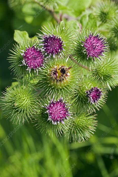 Greater Burdock Arctium Lappa Stock Image C Science