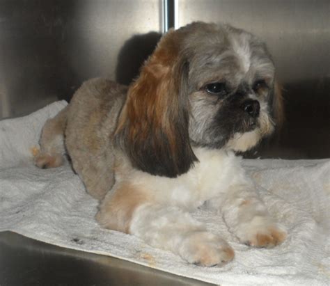 how to groom a lhasa apso dog