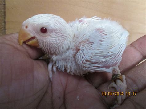 albino chicks,,,,... - African Love Bird'S and Eye Ring | Facebook