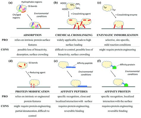 Schematic View Of Selected Immobilization Strategies For Proteins To