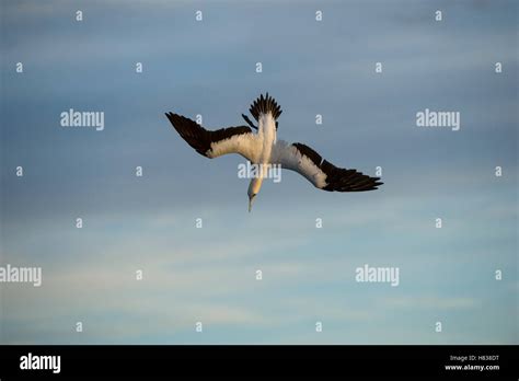 Cape Gannet Morus Capensis Starting Dive For Fish Eastern Cape