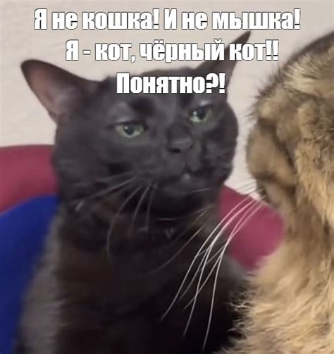 Мем: "Я не кошка! И не мышка! Я - кот, чёрный кот!! Понятно?!" - Все ...