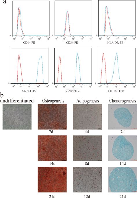 Phenotype Identification And Trilineage Differentiation Potential Of