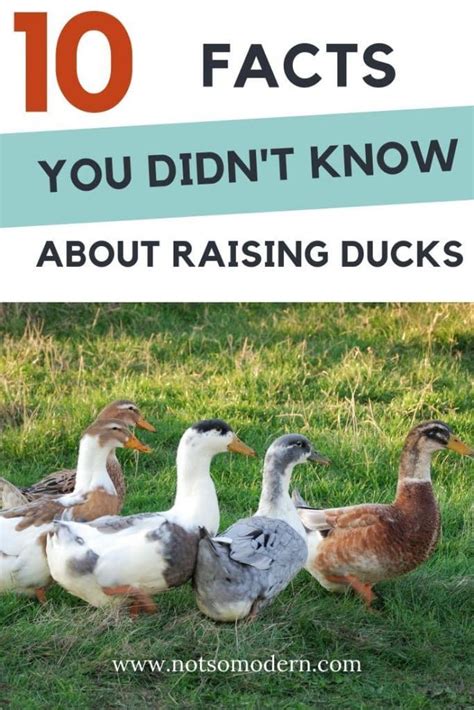 Interesting Facts About Ducks You Didn T Know Raising Ducks