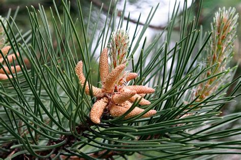 Conifers – Ohio Plants