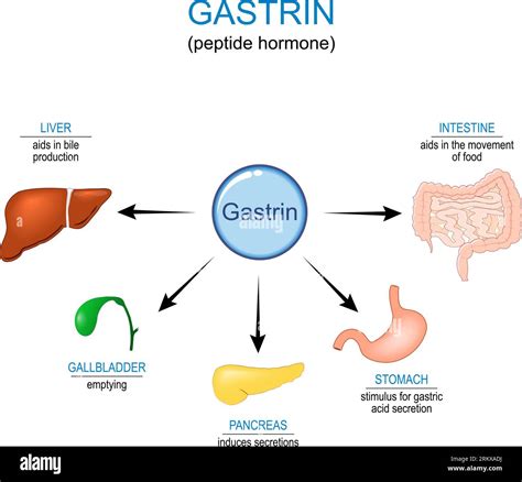 Gastrin hormone Function. Gastrointestinal hormone that affects Gastric ...