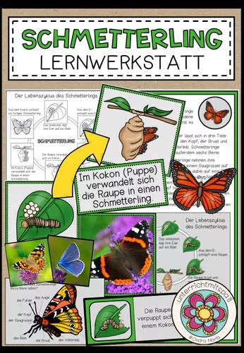 Der Schmetterling Lernwerkstatt Lehrermarktplatz Lernwerkstatt