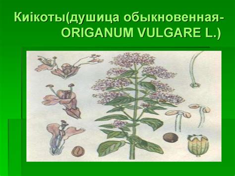 Өсімдіктер - online presentation