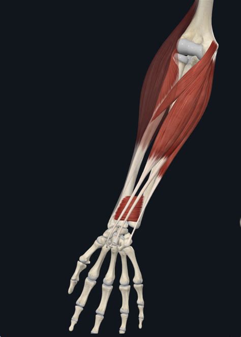 Anterior lower arm muscles Diagram | Quizlet