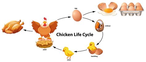 Science Of Chicken Life Cycle Vector Art At Vecteezy