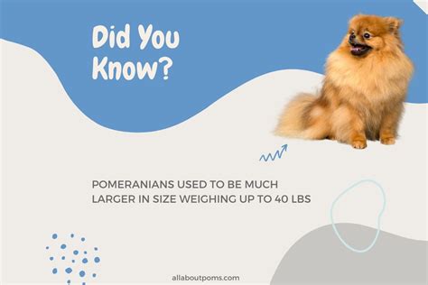 Pomeranian Weight Chart (Quick Facts)