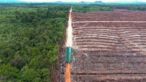 Betahita Deforestasi Industri Pulp Dan Kertas Meningkat Signifikan