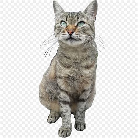 Gato Callejero Sobre Fondo Transparente Png Gato Adorable Piel Png