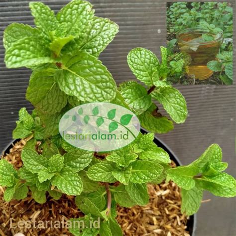 Jual Bibit Tanaman Mint Spearmint Daun Spearmint Shopee Indonesia