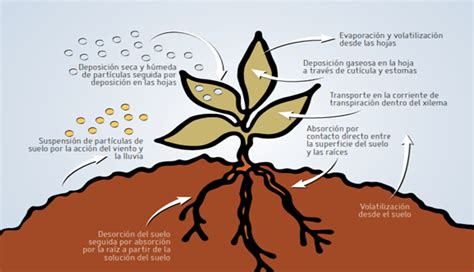 LOS IMPACTOS DE LA CONTAMINACIÓN DEL SUELO EN LA CADENA ALIMENTARIA Y