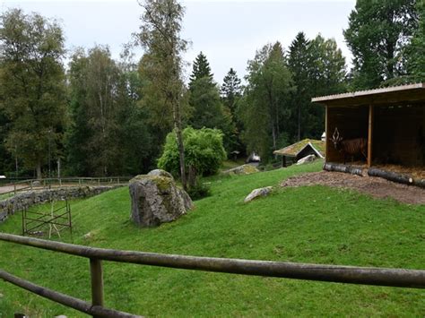 Eastern Bongo Exhibit In Boras Djurpark