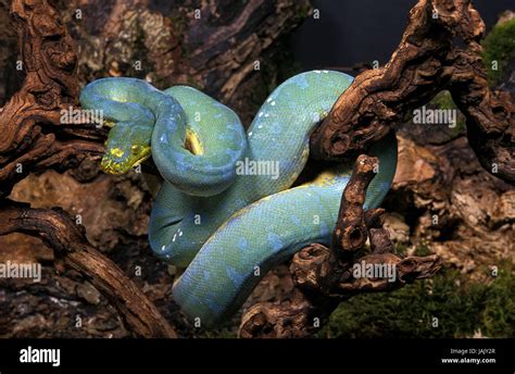 Green Tree Python Morelia Viridis Branch Stock Photo Alamy