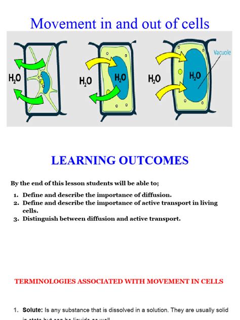 Movement In And Out Of Cells Pdf Osmosis Diffusion