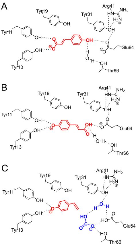 A Schematic Drawing Of The Substrate Binding Mode Of Phenolic Acid