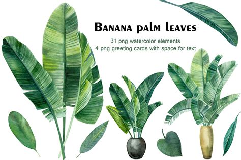 Banana palm leaves | Decorative Illustrations ~ Creative Market