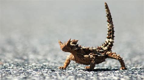 Thorny Devil: 5 Fun Facts about the tiny lizard