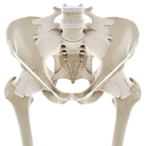 The Ligaments Of The Hip Stock Illustration Illustration Of Medical