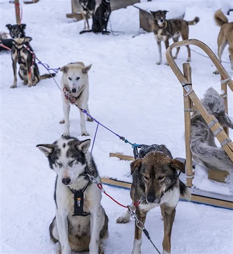 Lapponia Corsa In Slitta Trainata Dai Cani Un Esperienza