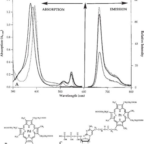 Hplc Purification Of 40 Mer 28s Oligonucleotide Labeled With Ptcp The Download Scientific