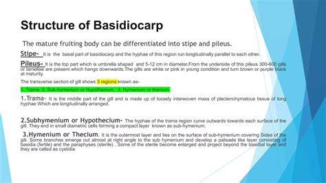 Life Cycle Of Agaricus Ppt