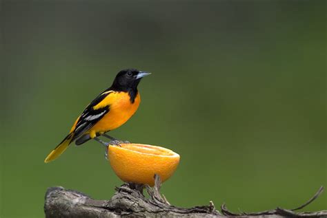 Spring Birds Shenandoah Valley Front Royal VA