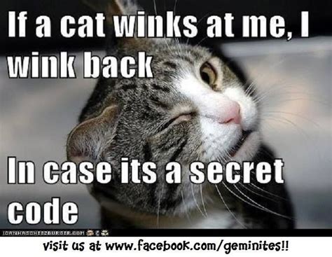 If A Cat Winks At Me I Wink Back In Case Its A Secret Code Cats