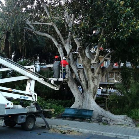 Reggio Calabria Prosegue L Attivit Di Manutenzione Sugli Alberi Del