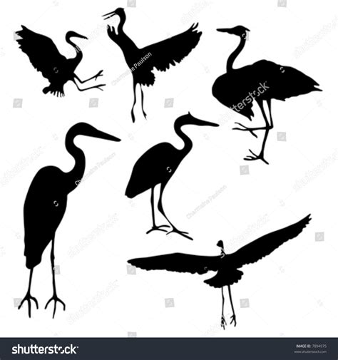 Collection Isolated Great Blue Heron Silhouette Stock Vector 7894975 Shutterstock