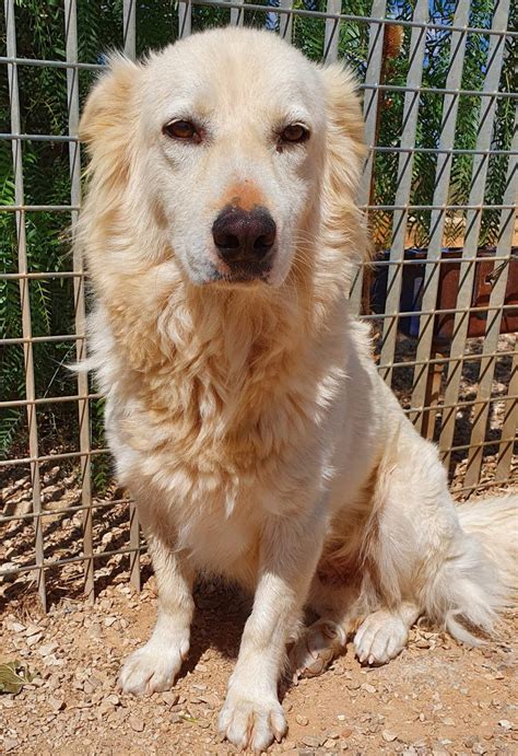 Cane METICCIO Femmina Di Taglia Media In Adozione Adottabile In Tutta