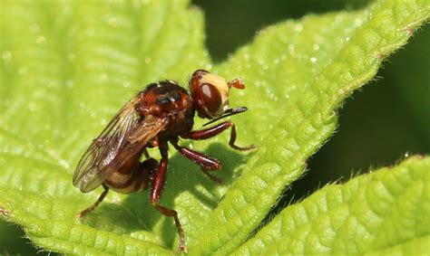 Conopidae Fly Sicus Ferrugineus Sandra Morrish Flickr