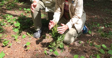 Cedar Tree Planting Cedar Tree Institute