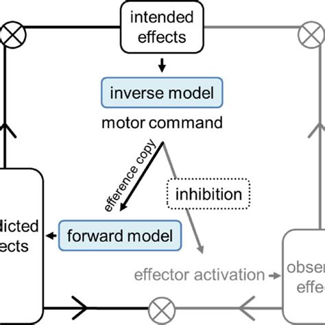 Framework Of Internal Models Adapted From 26 The Mechanisms In