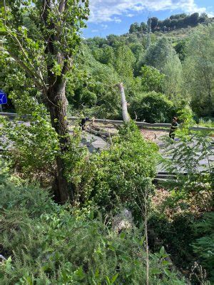 Siena Crolla Una Pianta Chiuso Al Traffico Lo Svincolo Di Siena Ovest