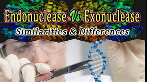 Differences Between Endonuclease And Exonuclease RDNA Technology CSIR