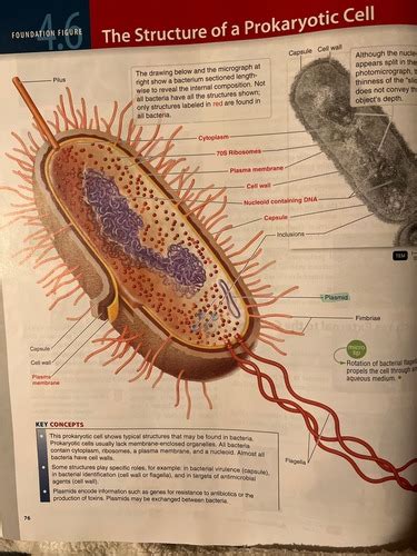 Microbiology Ch Flashcards Quizlet