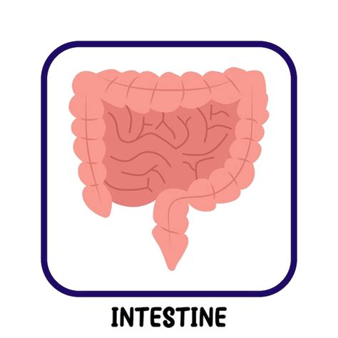 Organes Internes Humains Intestin Vecteur Plat Vecteur Premium