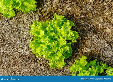 Fresh Green Lettuce Is Growing In The Garden Vegetable Plots Green