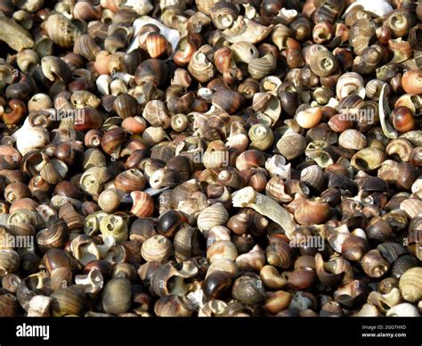 Collection Of Periwinkle Shells In A Collage Stock Photo Alamy