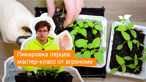 Пикировка перцев: мастер-класс от агронома - YouTube