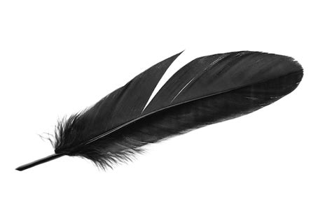 Pluma De Aves Silueta De Pluma Negra Para Conjunto De Vectores De