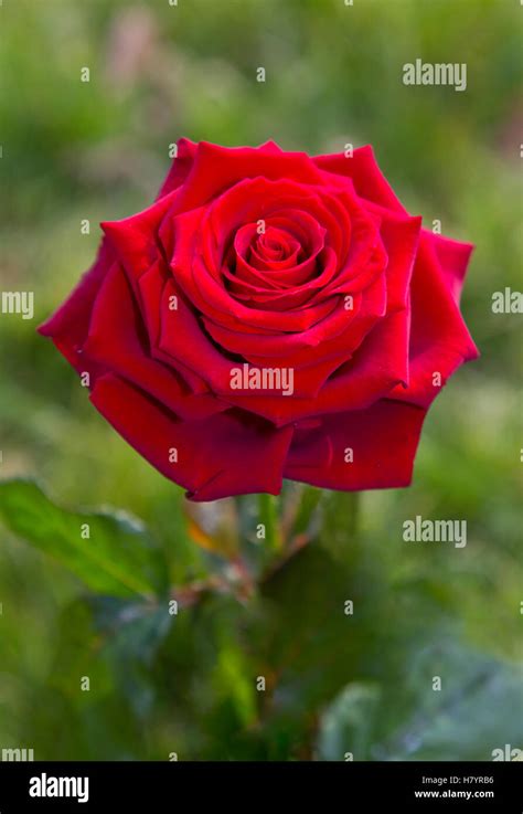 Rose (Rosa sp) flower, England Stock Photo - Alamy