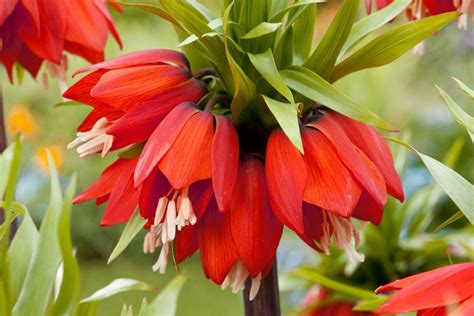 Луковица Рябчика императорского Рубра Максима