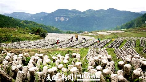 黔西市花溪乡：65万棒黑木耳开出“致富花”种植菌棒天文