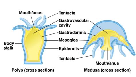 Invertebrates Cnidarians And Lophotrozoans Flashcards Quizlet