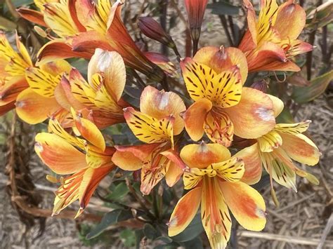 Peruvian Lily Alstroemeria Inticancha Summer Breeze In The Peruvian